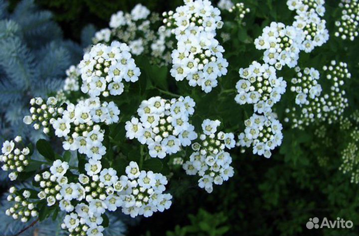 Спирея гибридная Альпенглюхен