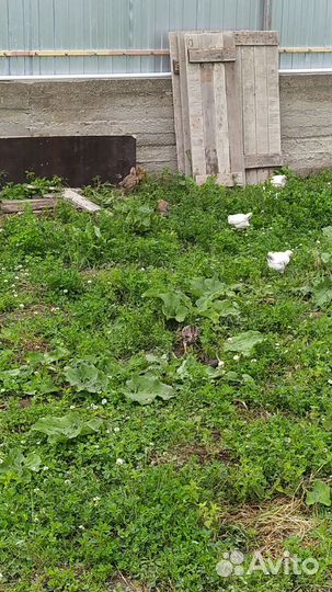 Цыплята породистые