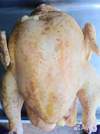 Куры бройлеры тушки мясо