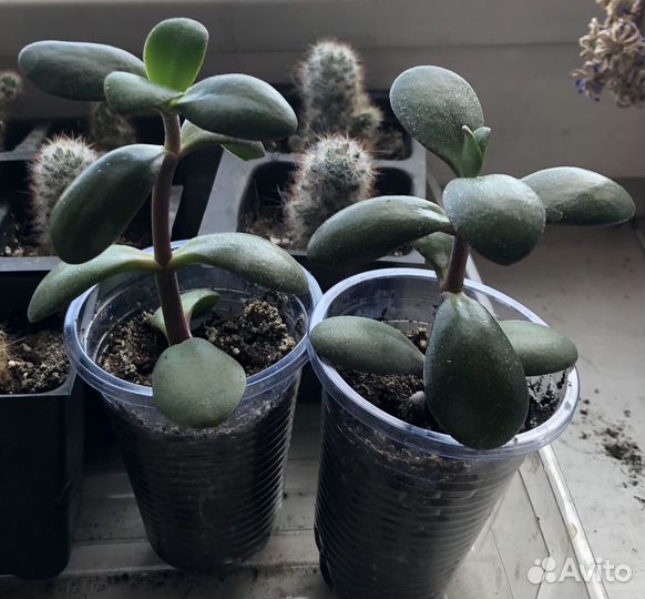 Крассула толстянка