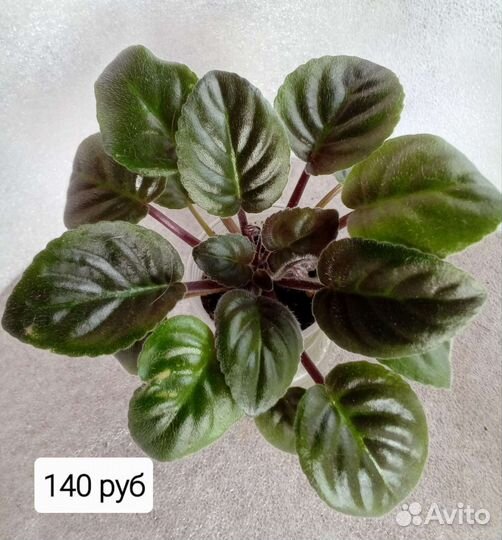 Фиалка трейлер