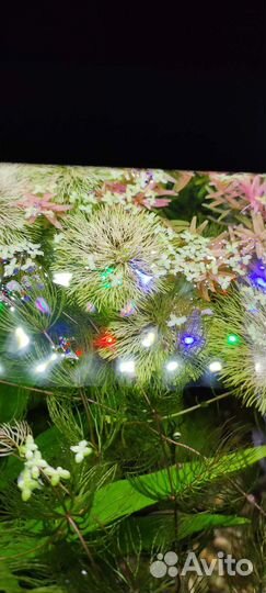 Аквариумные рыбки, растения