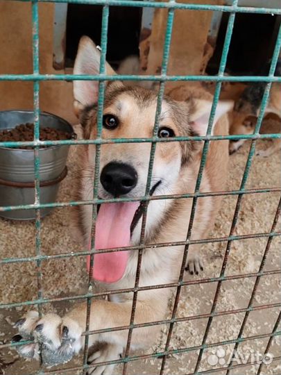 Собака в добрые руки отдам бесплатно