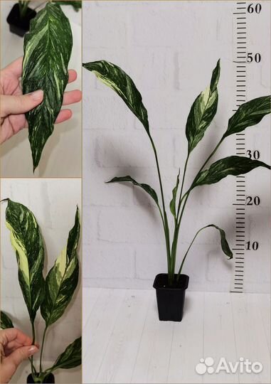 Вариегатный спатифиллум Даймонд, комнатные цветы