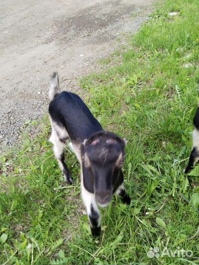 Козлик Ламанче