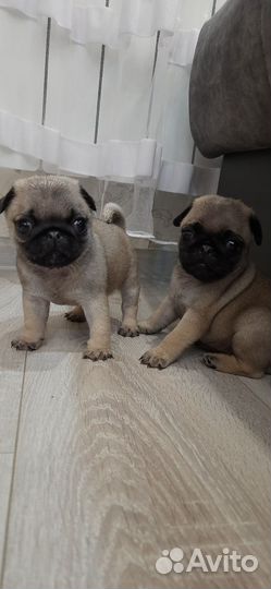 Щенки мопса