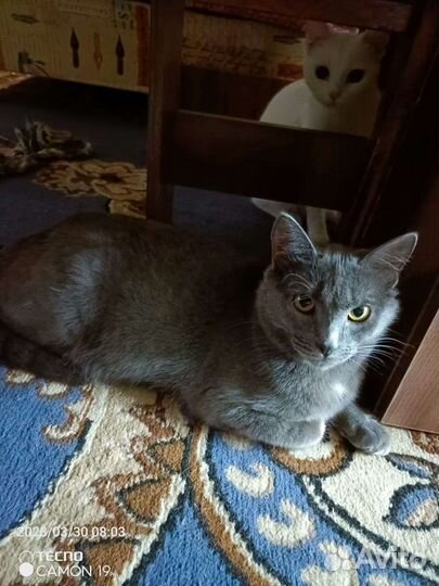 Кошки в добрые руки бесплатно