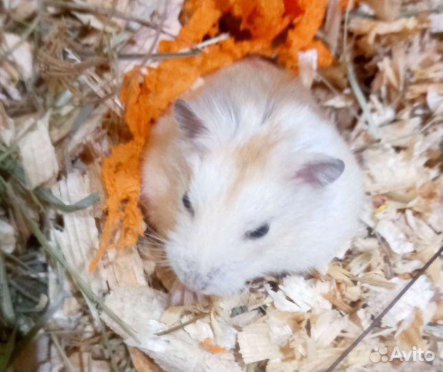 Корм для песчанок, джунгарских и хомячков кембелла