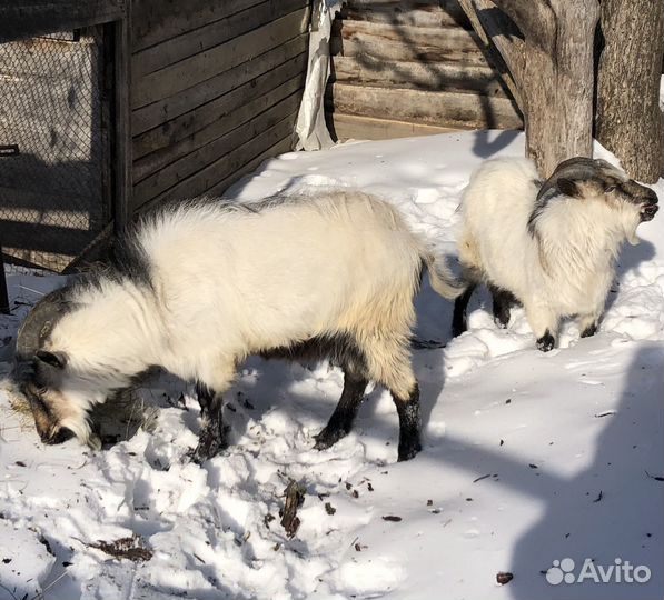 Породистые козы, козел и козлята