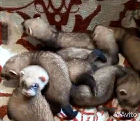 Норка, хорёк, соболь, ласка, белка доставка по РФ