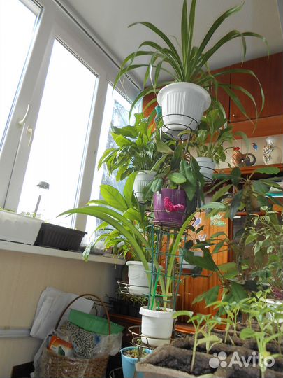 Комнатные цветы