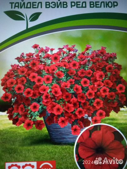 Петуния тайдал вейв ампельная