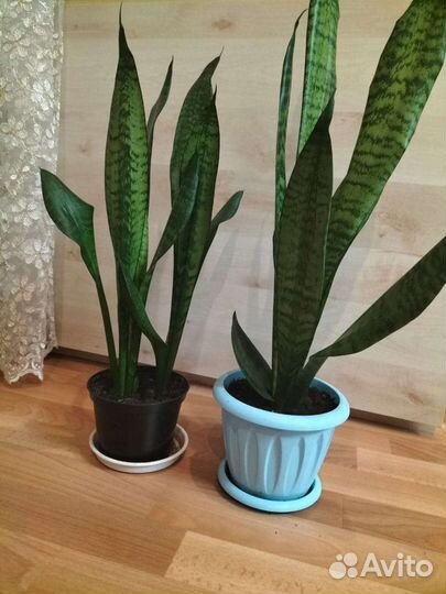 Сансевиерия