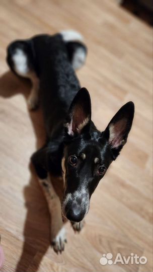 Собака ищет хозяев