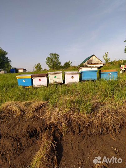 Улья с пчелами, обмен на мёд
