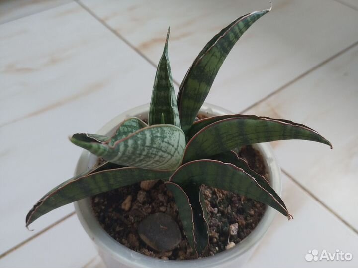 Сансевиерия