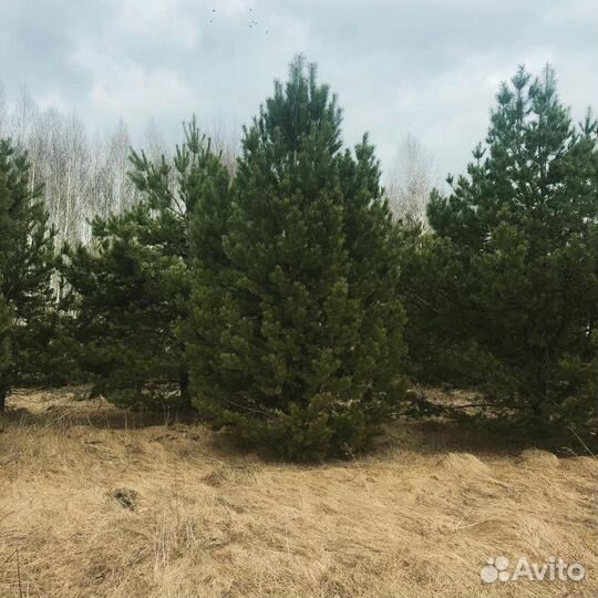 Деревья крупномеры из питомника