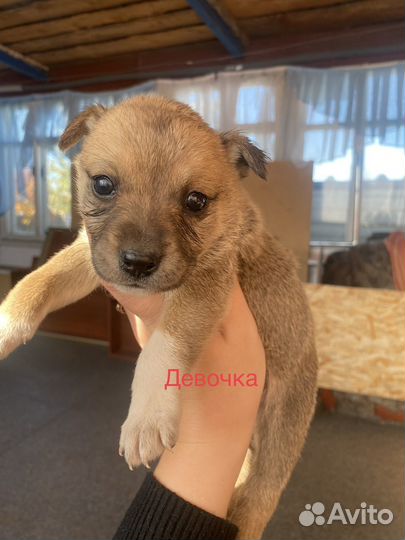 Щенки