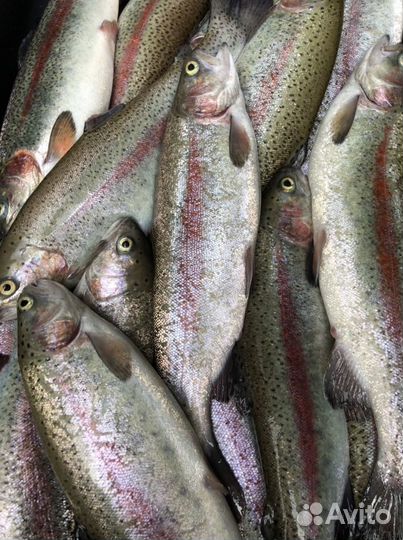 Форель Живая опт и розница