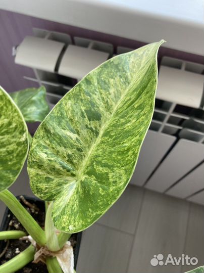 Филадендрон гигантум варигатный