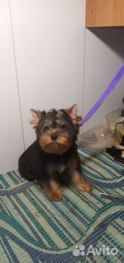 Йоркширский терьер