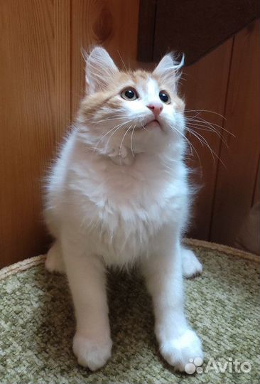 Котенок девочка в добрые руки