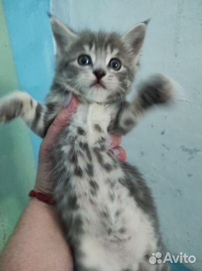Котята в добрые руки даром бесплатно