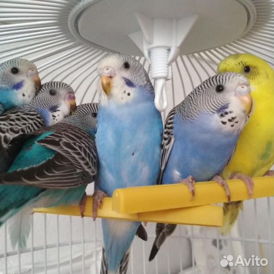 Продаю волнистых попугайчиков
