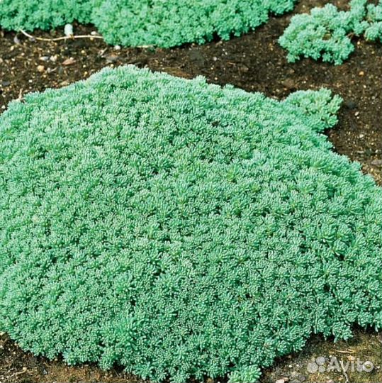 Очиток почвопокровный, 2х видов