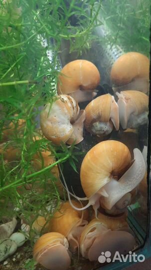 Улитки ампулярии