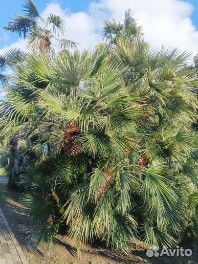 Семена 5 ти красивых пальм и японского дуба, набор