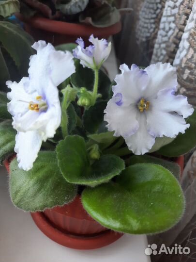 Фиалки (листы на срез)