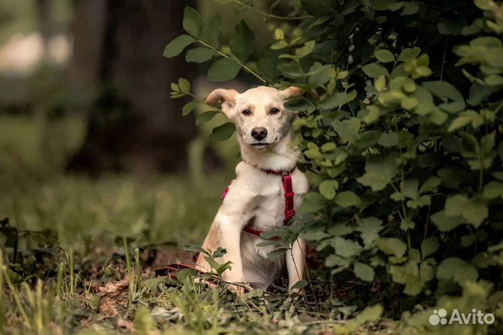 Щенок в добрые руки