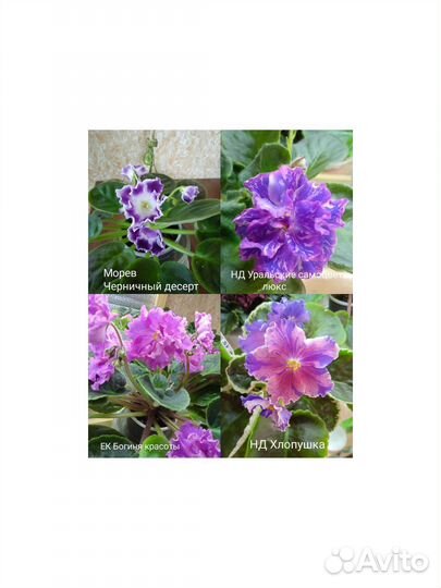 Фиалки,срез,стартеры,детки, цветущие