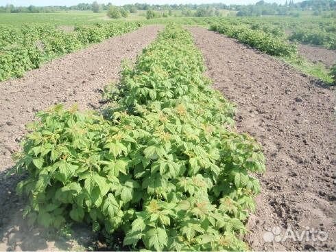 Малина-саженцы