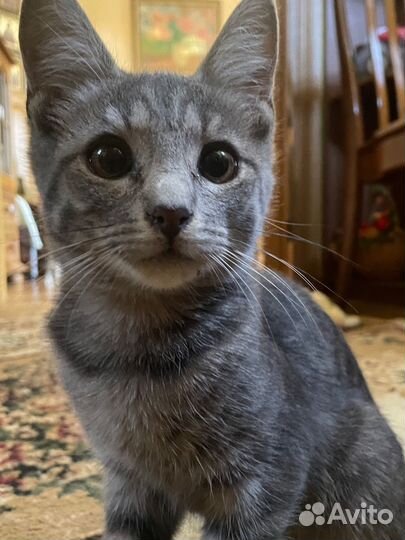 Котики бесплатно