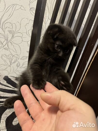 Вислоухие котята