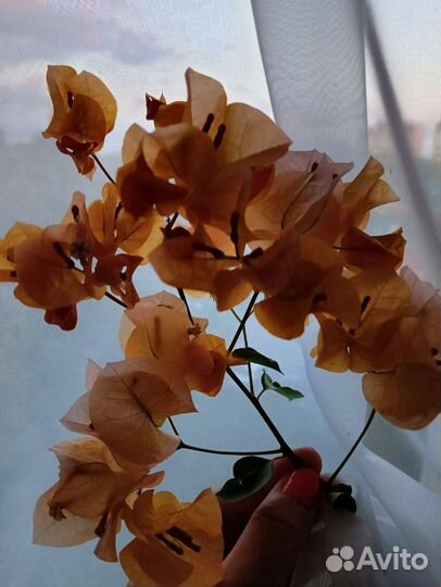 Укорененные черенки Бугенвиллии(