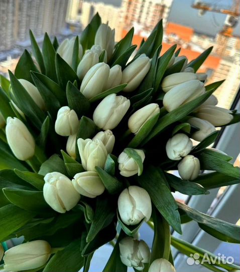 Тюльпаны (Голландия )