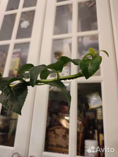 Бронь. Гортензия черешковая, лиана