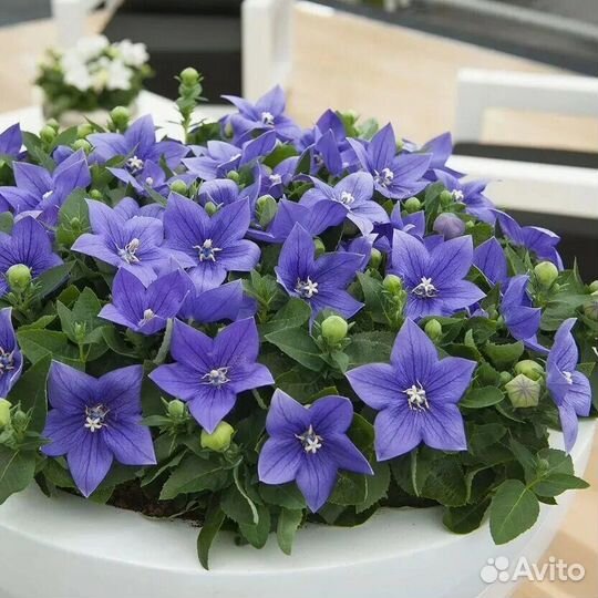 Многолетние цветы