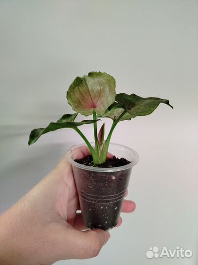 Сингониумы