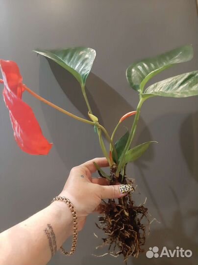 Антуриум Шерцера Кристин