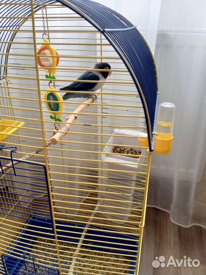 Попугай не разлучник с клеткой