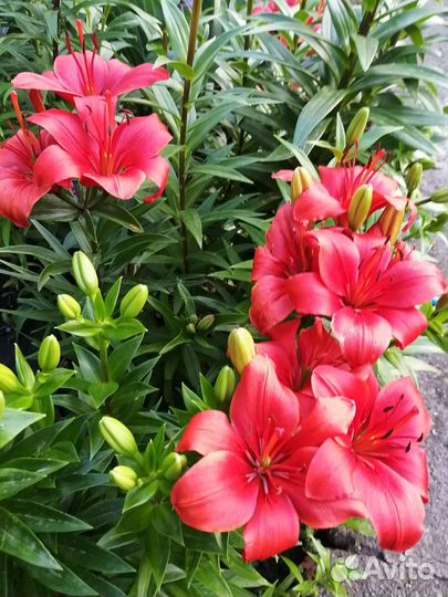 Цветы лилии, лютики