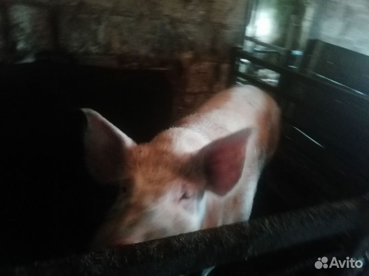 Животные продажа