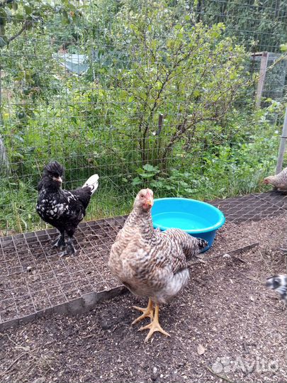 Петушоки Белифельдер