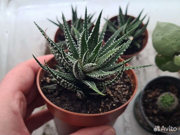 Кактус хавортия