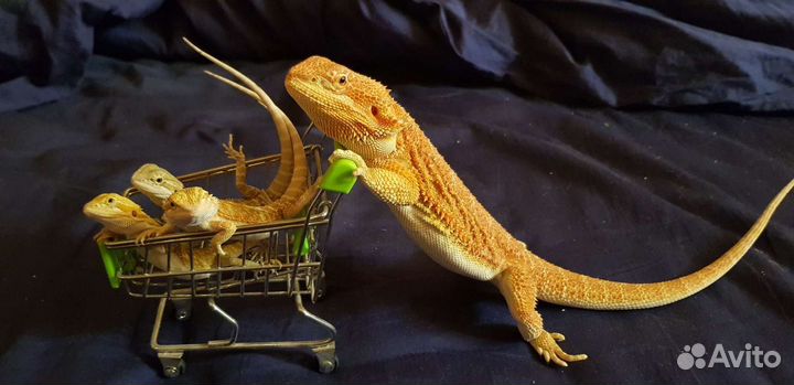 Бородатая агама