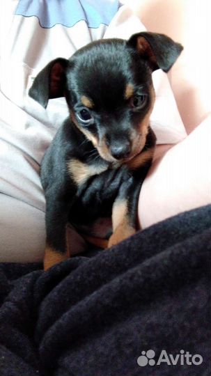 Животные вязка